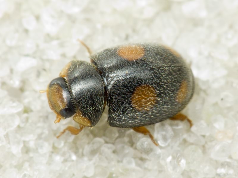 Platynaspis luteorubra (Goeze, 1777)